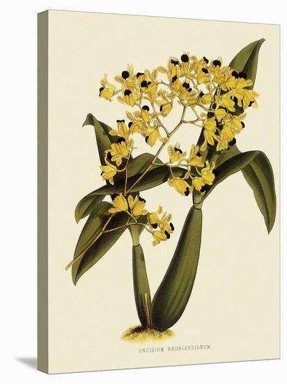 Oncidium Brunleesianum-John Nugent Fitch-Stretched Canvas