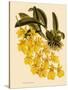 Oncidium Concolor-John Nugent Fitch-Stretched Canvas