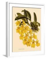 Oncidium Concolor-John Nugent Fitch-Framed Giclee Print