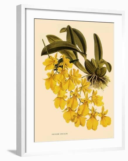 Oncidium Concolor-John Nugent Fitch-Framed Giclee Print