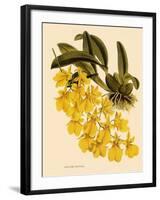 Oncidium Concolor-John Nugent Fitch-Framed Giclee Print