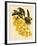 Oncidium Concolor-John Nugent Fitch-Framed Giclee Print