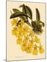 Oncidium Concolor-John Nugent Fitch-Mounted Giclee Print