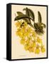 Oncidium Concolor-John Nugent Fitch-Framed Stretched Canvas