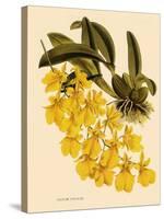 Oncidium Concolor-John Nugent Fitch-Stretched Canvas