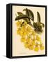 Oncidium Concolor-John Nugent Fitch-Framed Stretched Canvas