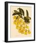 Oncidium Concolor-John Nugent Fitch-Framed Giclee Print