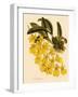 Oncidium Concolor-John Nugent Fitch-Framed Giclee Print