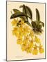 Oncidium Concolor-John Nugent Fitch-Mounted Giclee Print