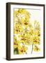 Oncidium Excavatum-The Drammis Collection-Framed Giclee Print