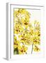 Oncidium Excavatum-The Drammis Collection-Framed Giclee Print