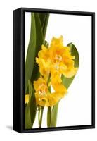 Oncidium George Mc Mahon Fortuna.Petal 1-Fabio Petroni-Framed Stretched Canvas