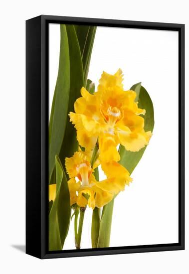 Oncidium George Mc Mahon Fortuna.Petal 1-Fabio Petroni-Framed Stretched Canvas