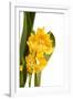 Oncidium George Mc Mahon Fortuna.Petal 1-Fabio Petroni-Framed Photographic Print