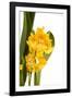 Oncidium George Mc Mahon Fortuna.Petal 1-Fabio Petroni-Framed Photographic Print