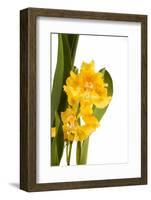 Oncidium George Mc Mahon Fortuna.Petal 1-Fabio Petroni-Framed Photographic Print