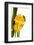 Oncidium George Mc Mahon Fortuna.Petal 1-Fabio Petroni-Framed Photographic Print