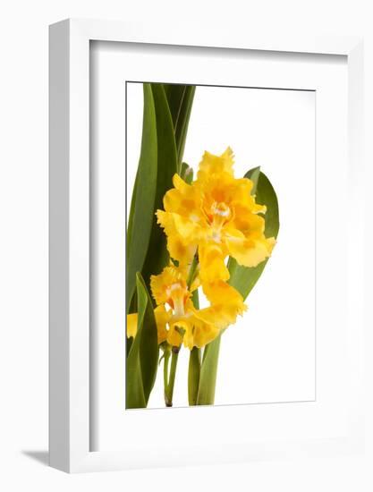 Oncidium George Mc Mahon Fortuna.Petal 1-Fabio Petroni-Framed Photographic Print