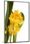 Oncidium George Mc Mahon Fortuna.Petal 1-Fabio Petroni-Mounted Photographic Print