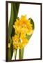 Oncidium George Mc Mahon Fortuna.Petal 1-Fabio Petroni-Framed Photographic Print