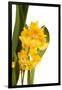 Oncidium George Mc Mahon Fortuna.Petal 1-Fabio Petroni-Framed Photographic Print