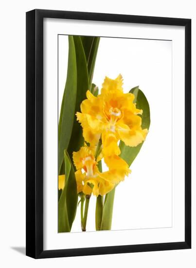 Oncidium George Mc Mahon Fortuna.Petal 1-Fabio Petroni-Framed Photographic Print