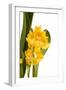 Oncidium George Mc Mahon Fortuna.Petal 1-Fabio Petroni-Framed Photographic Print