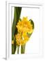 Oncidium George Mc Mahon Fortuna.Petal 1-Fabio Petroni-Framed Photographic Print