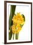 Oncidium George Mc Mahon Fortuna.Petal 1-Fabio Petroni-Framed Photographic Print