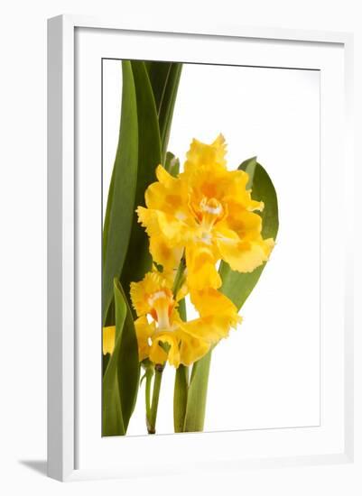 Oncidium George Mc Mahon Fortuna.Petal 1-Fabio Petroni-Framed Photographic Print