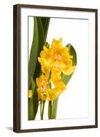 Oncidium George Mc Mahon Fortuna.Petal 1-Fabio Petroni-Framed Photographic Print