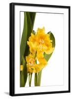 Oncidium George Mc Mahon Fortuna.Petal 1-Fabio Petroni-Framed Photographic Print