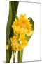 Oncidium George Mc Mahon Fortuna.Petal 1-Fabio Petroni-Mounted Photographic Print