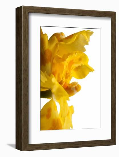 Oncidium George Mc Mahon Fortuna.Petal-Fabio Petroni-Framed Photographic Print