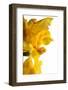 Oncidium George Mc Mahon Fortuna.Petal-Fabio Petroni-Framed Photographic Print