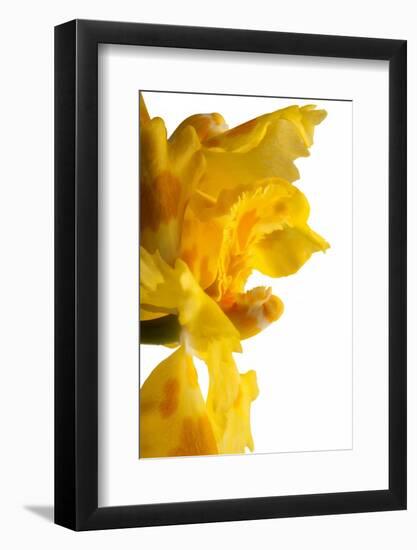 Oncidium George Mc Mahon Fortuna.Petal-Fabio Petroni-Framed Photographic Print