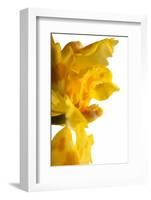 Oncidium George Mc Mahon Fortuna.Petal-Fabio Petroni-Framed Photographic Print