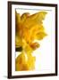 Oncidium George Mc Mahon Fortuna.Petal-Fabio Petroni-Framed Photographic Print