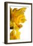 Oncidium George Mc Mahon Fortuna.Petal-Fabio Petroni-Framed Photographic Print