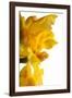 Oncidium George Mc Mahon Fortuna.Petal-Fabio Petroni-Framed Photographic Print