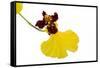 Oncidium Insigne1-Fabio Petroni-Framed Stretched Canvas