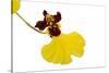 Oncidium Insigne1-Fabio Petroni-Stretched Canvas