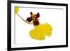 Oncidium Insigne1-Fabio Petroni-Framed Photographic Print