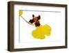 Oncidium Insigne1-Fabio Petroni-Framed Photographic Print