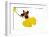 Oncidium Insigne1-Fabio Petroni-Framed Photographic Print