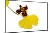 Oncidium Insigne1-Fabio Petroni-Mounted Photographic Print