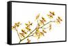 Oncidium Klotzschianum-Fabio Petroni-Framed Stretched Canvas