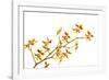 Oncidium Klotzschianum-Fabio Petroni-Framed Photographic Print