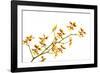 Oncidium Klotzschianum-Fabio Petroni-Framed Photographic Print