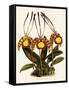 Oncidium Papilio-John Nugent Fitch-Framed Stretched Canvas